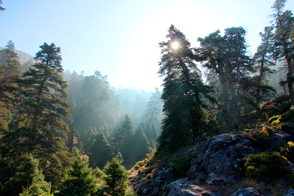 Sierra de las Nieves
